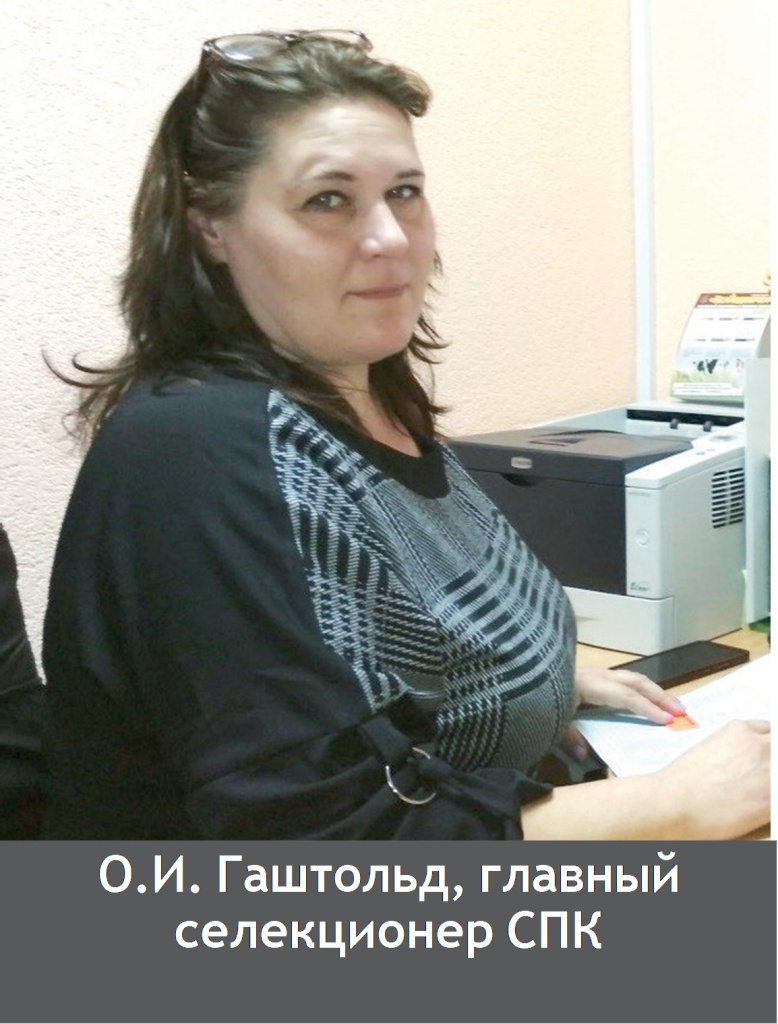Гаштольд.jpg